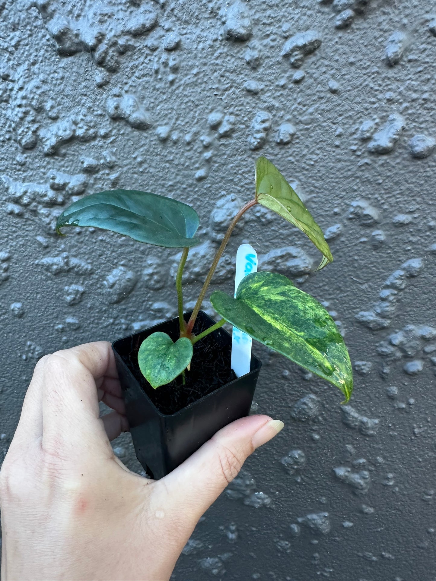 Variegated Forgetii x Luxurians (1)