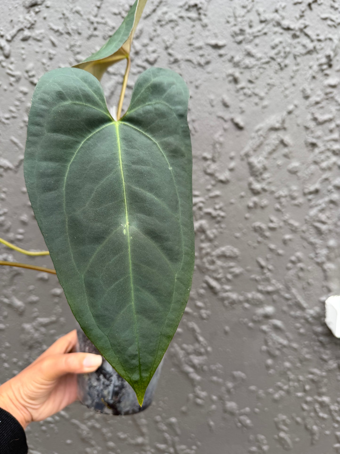 Black Sensation x Papillilaminum