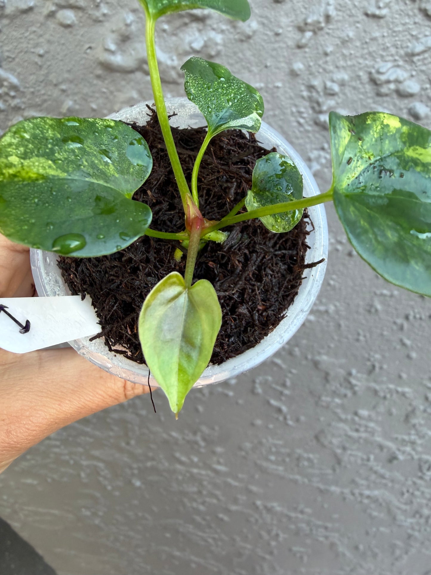 Anthurium Allure Solaris -I