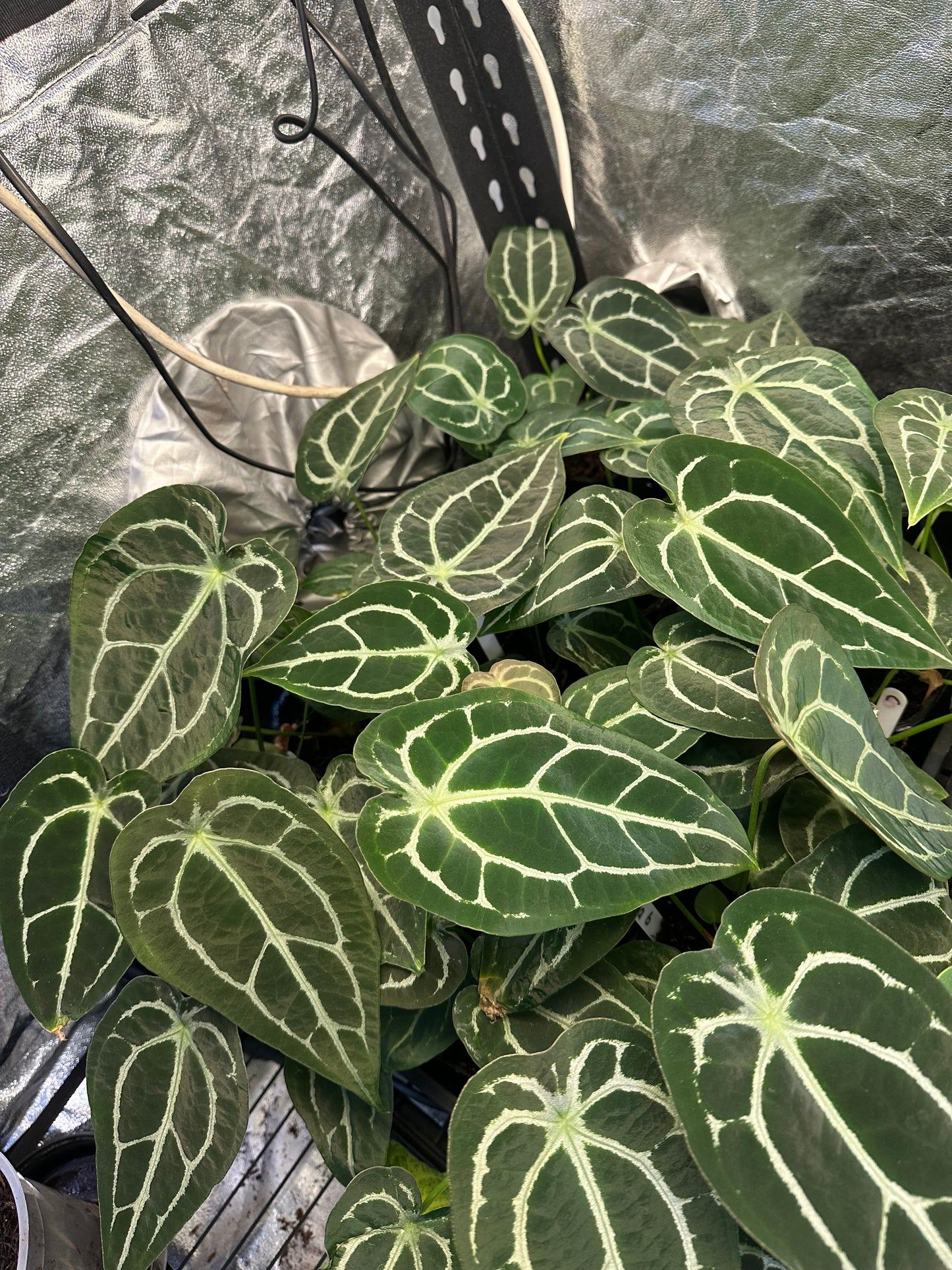Anthurium Astraea