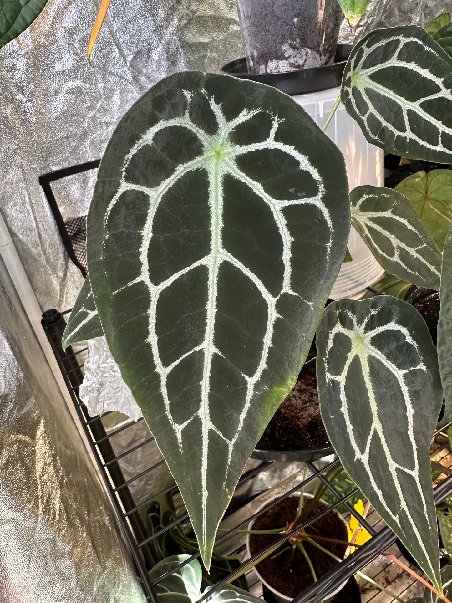 Anthurium Astraea