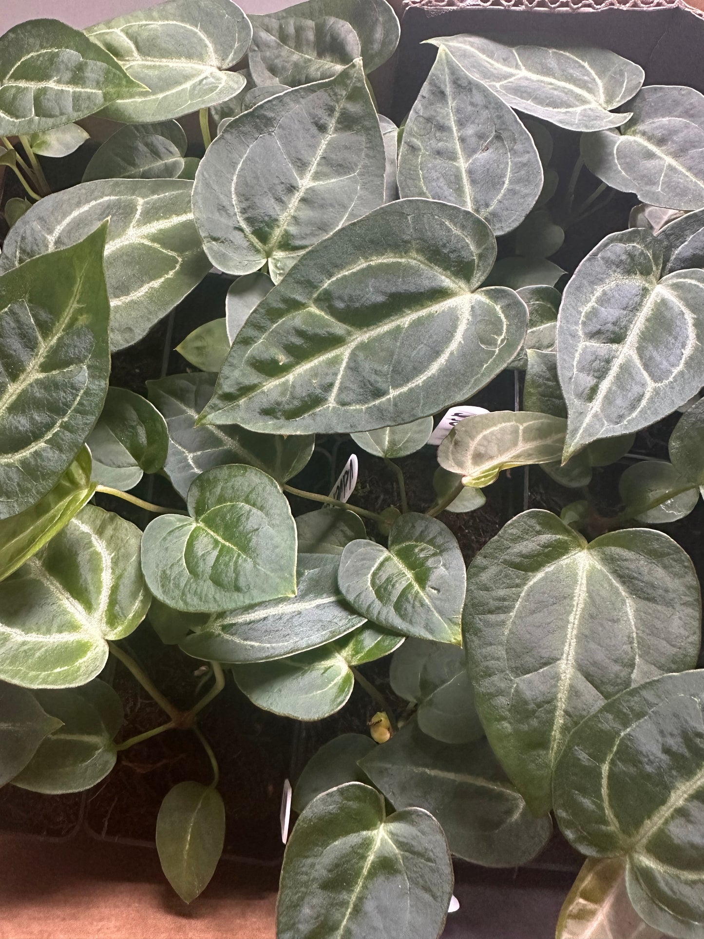 Anthurium Velvet Star