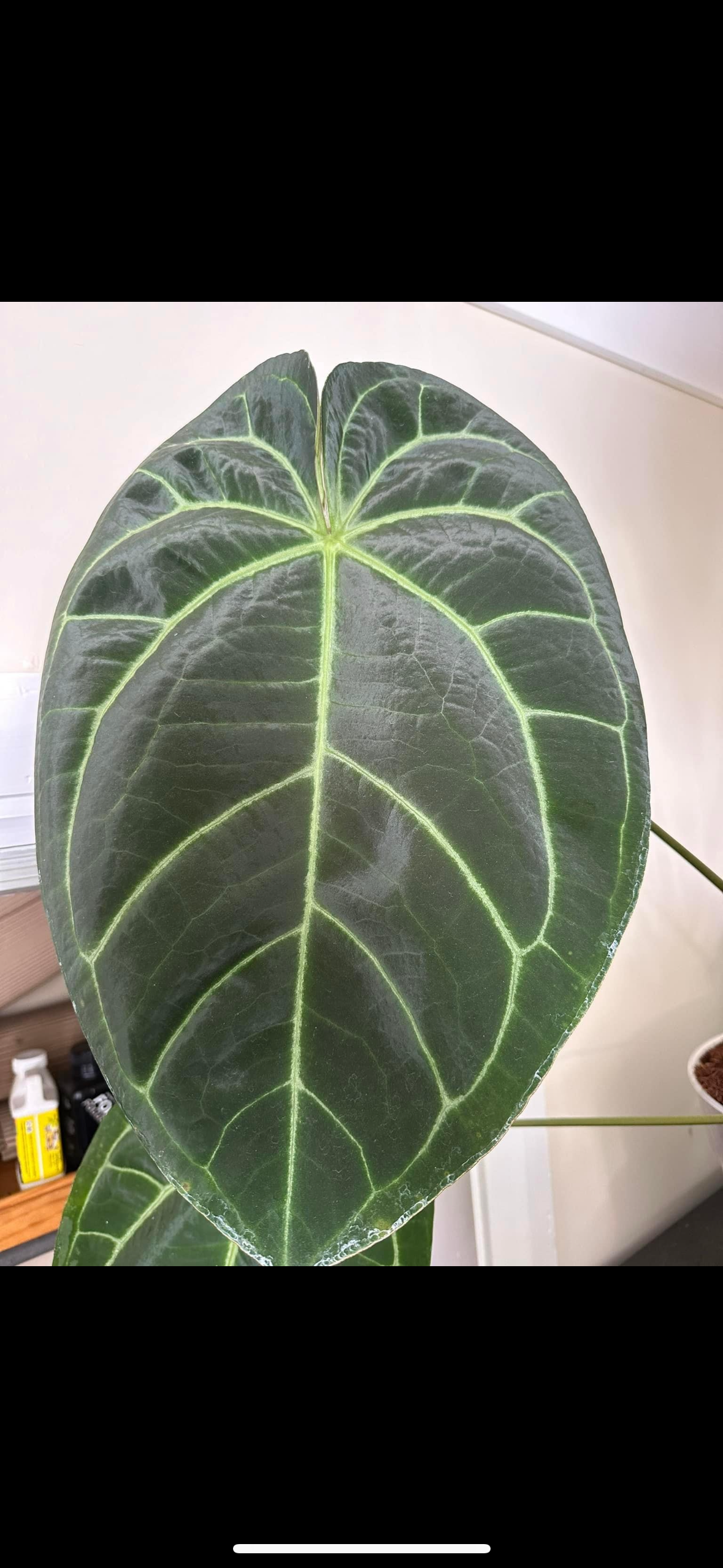 Anthurium Velvet Star