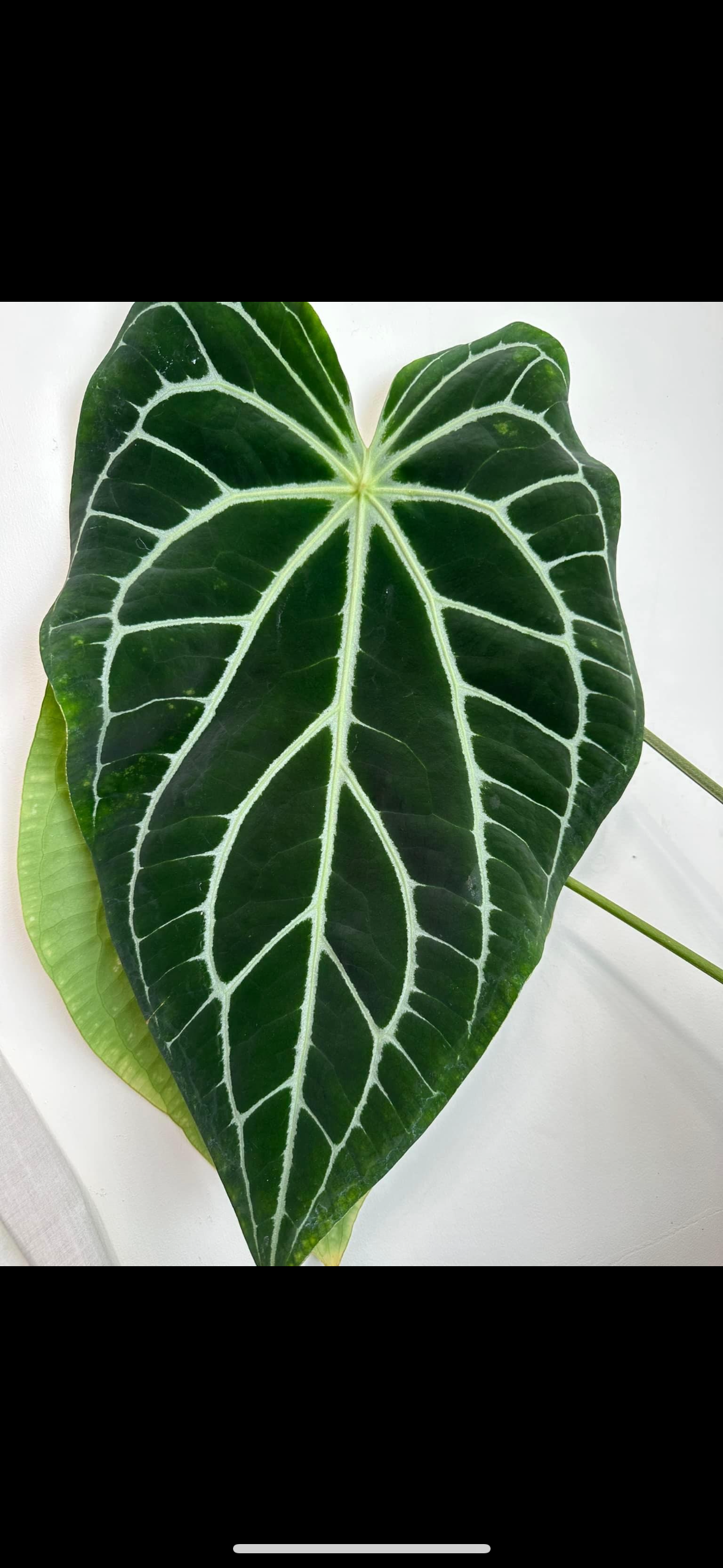 Anthurium Velvet Star