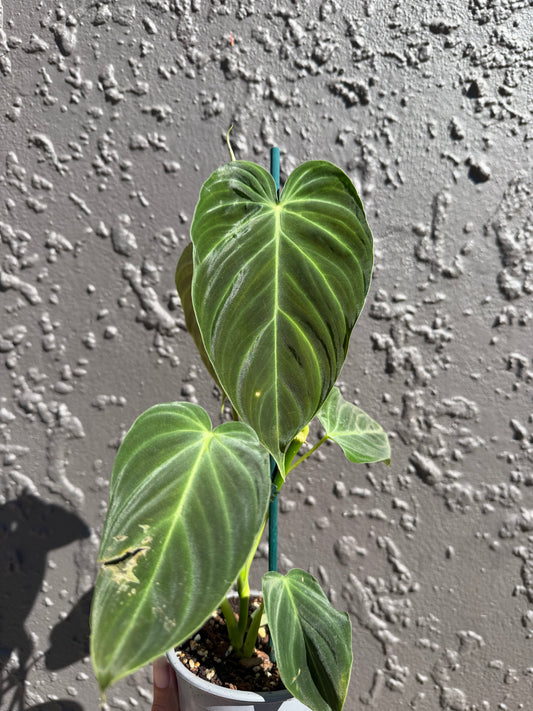Philodendron Splendid