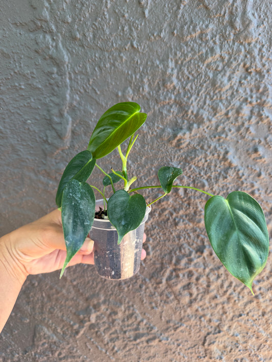 Philodendron esmeraldense -1