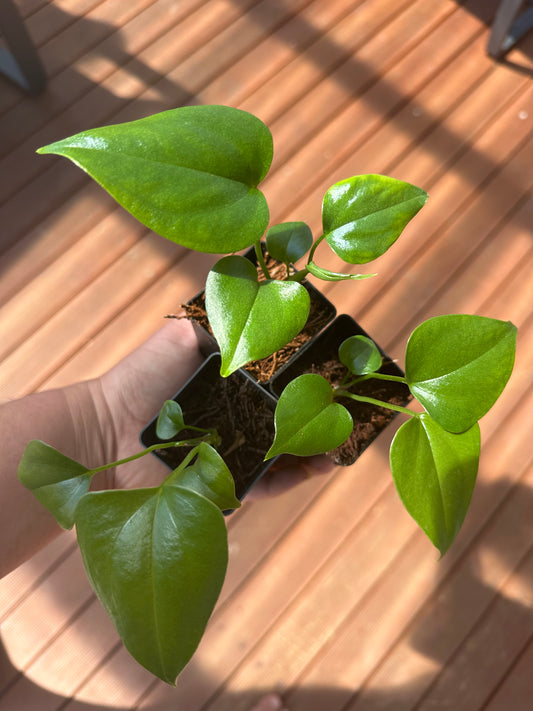 Anthurium Watermaliense (green)