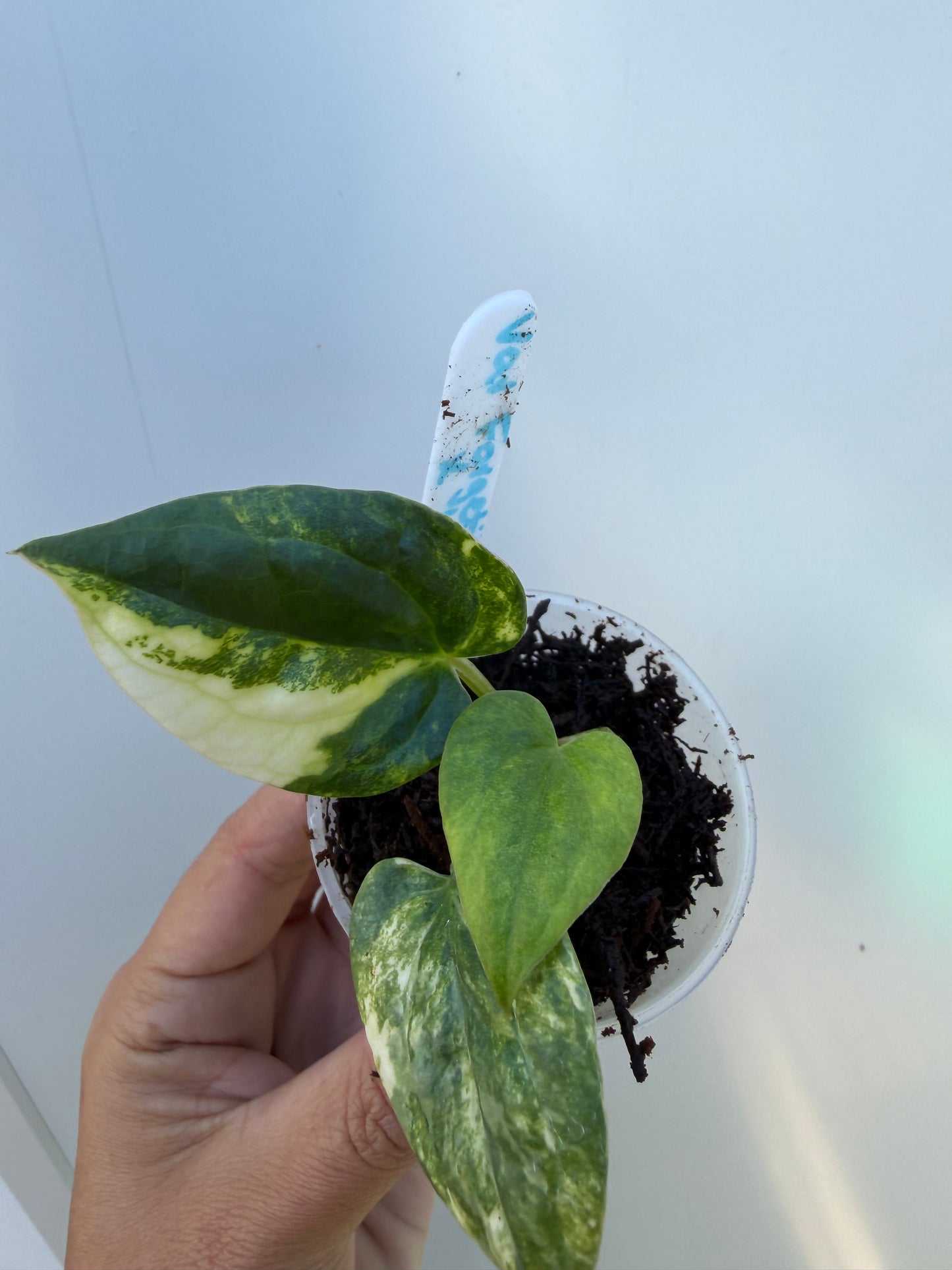 Variegated forgetii x X Luxurians