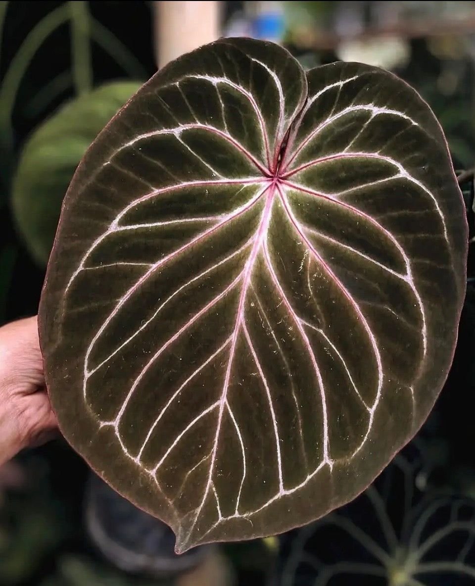 Anthurium KoS HU round form-3
