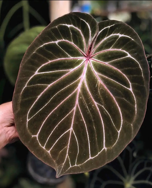 Anthurium KoS HU round form -5