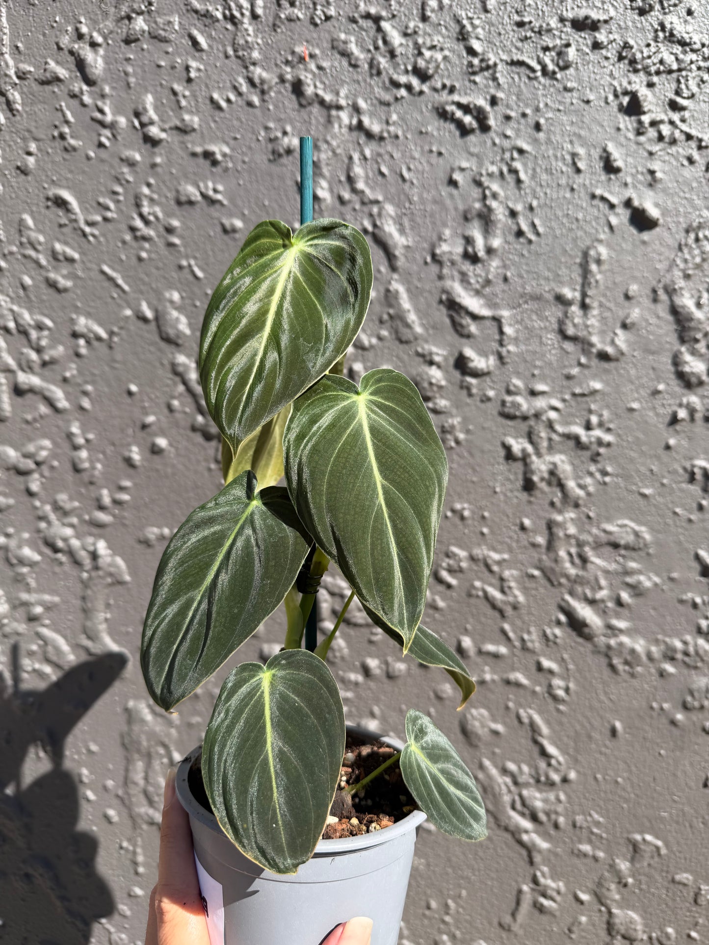 Philodendron Melanochrysum