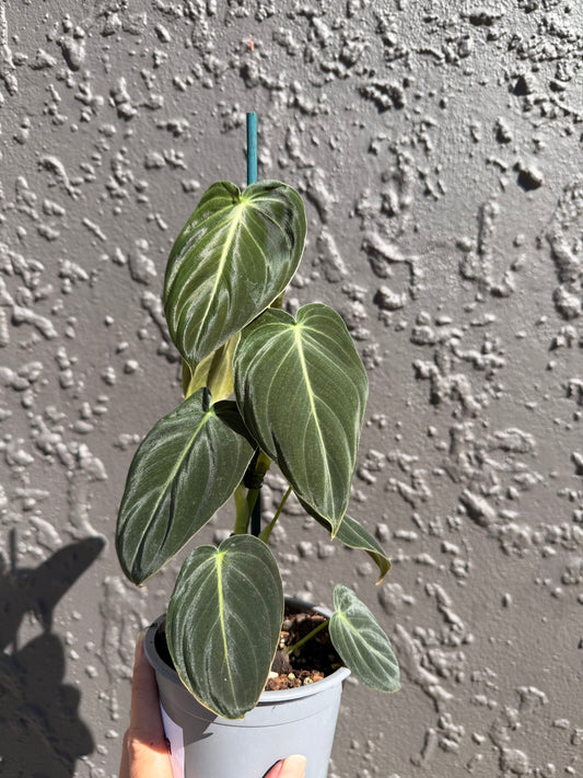 Philodendron Melanochrysum
