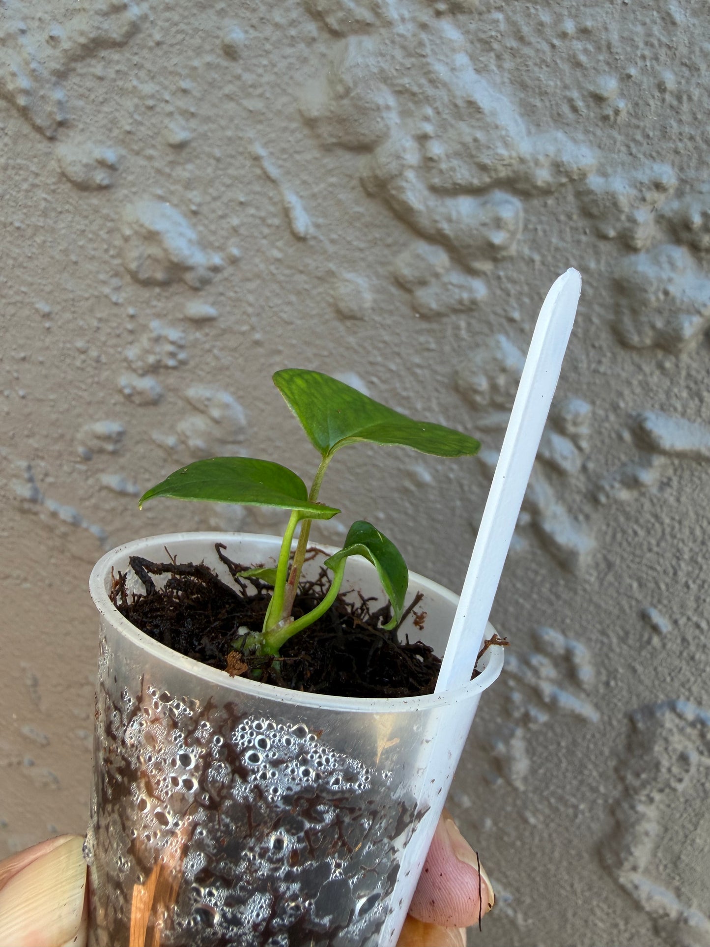 Anthurium KoS HU round form-3