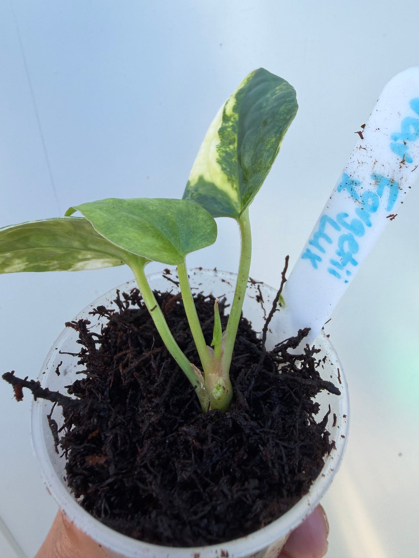 Variegated forgetii x X Luxurians