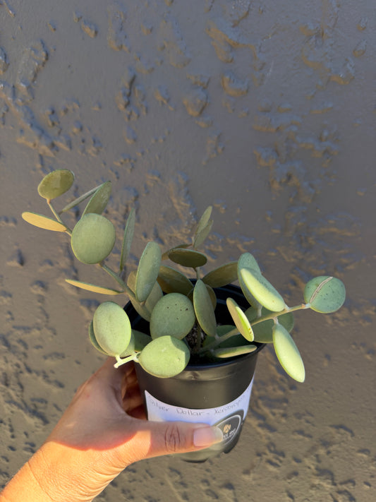 Silver dollar - Xerosicyos danguyi