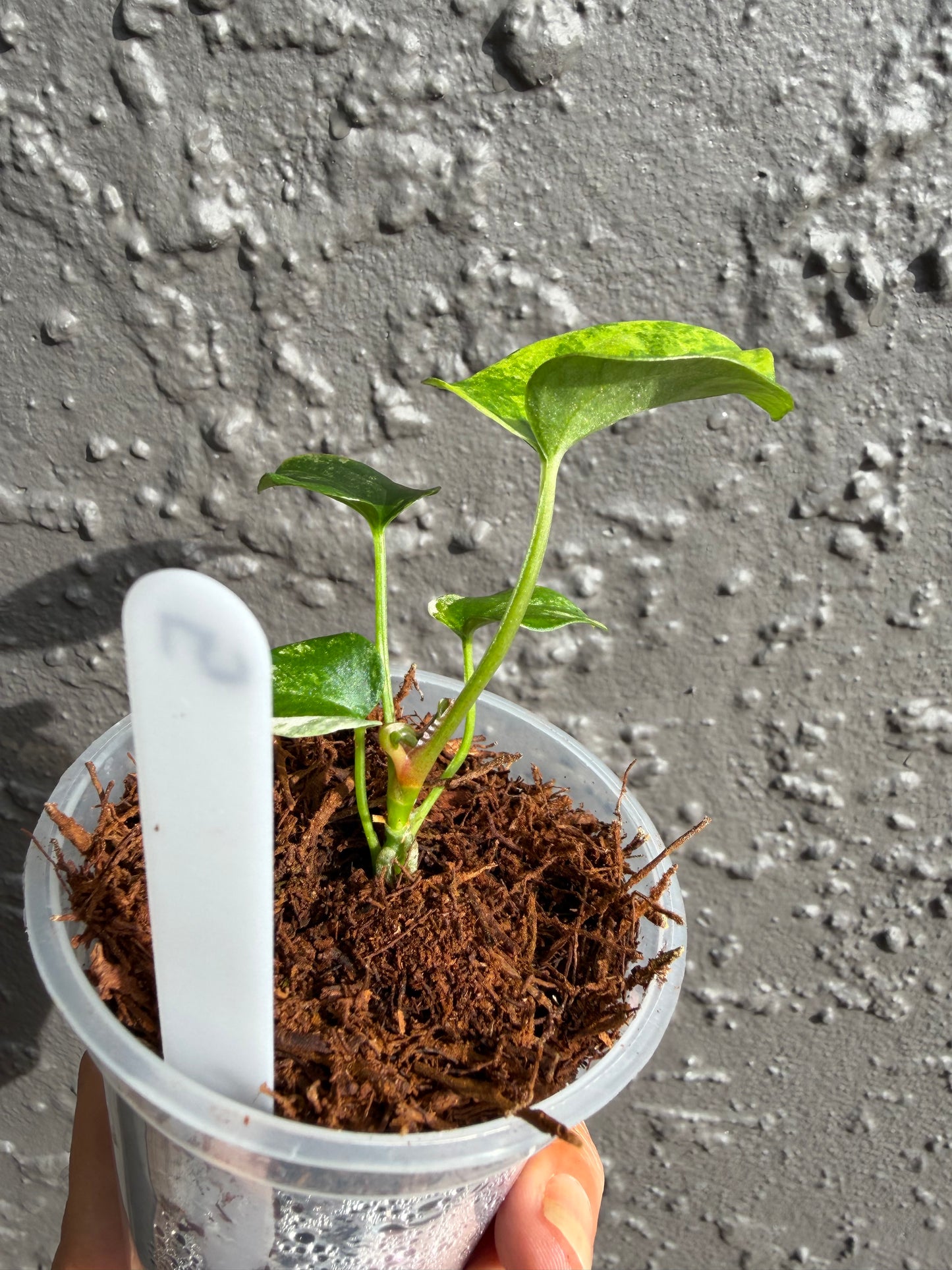 Anthurium Allure Solaris -5