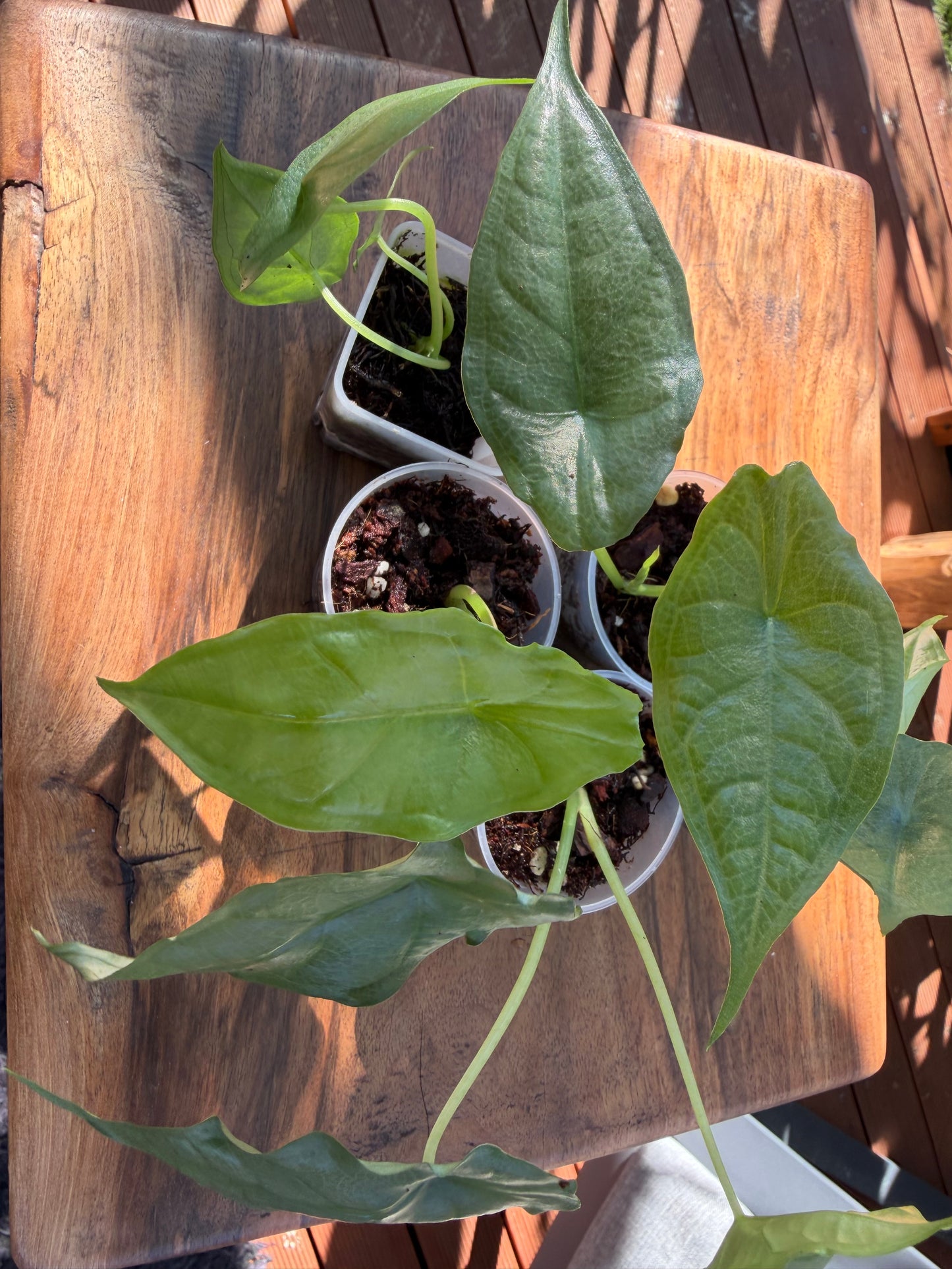 Alocasia Dragons Breath