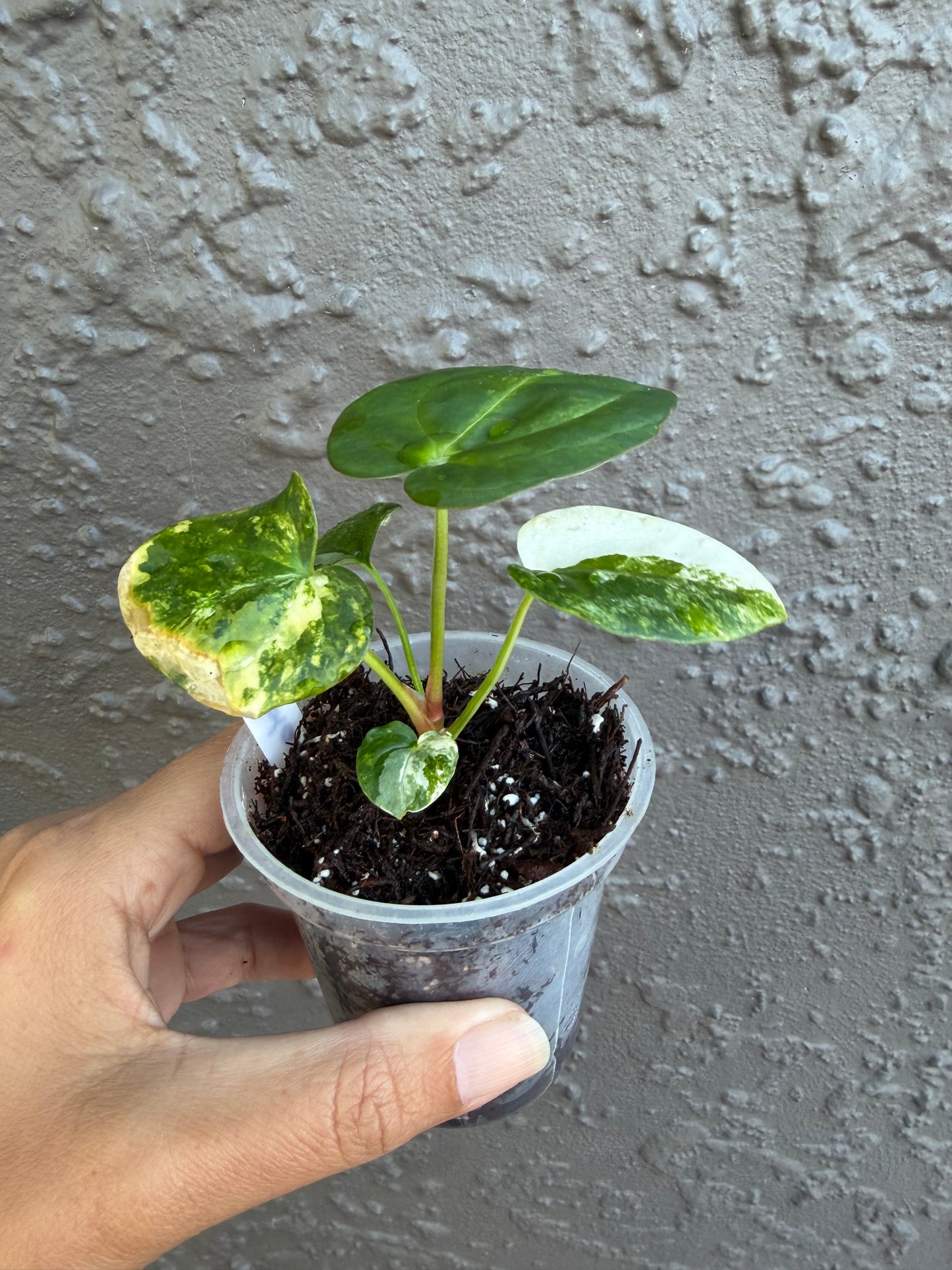 Anthurium Allure Solaris -B
