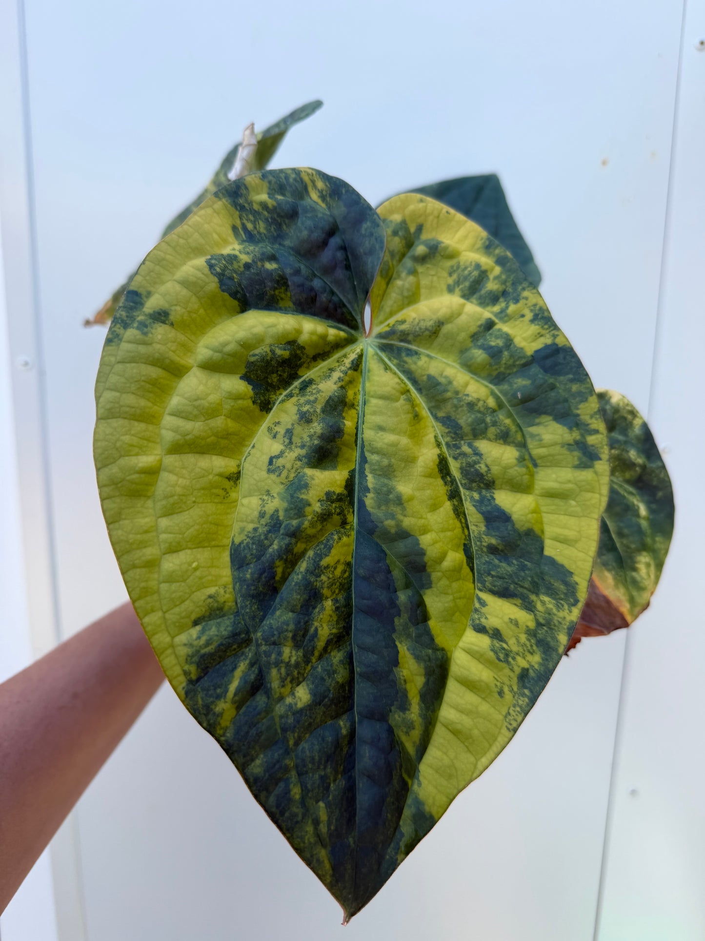 Variegated forgetii x X Luxurians