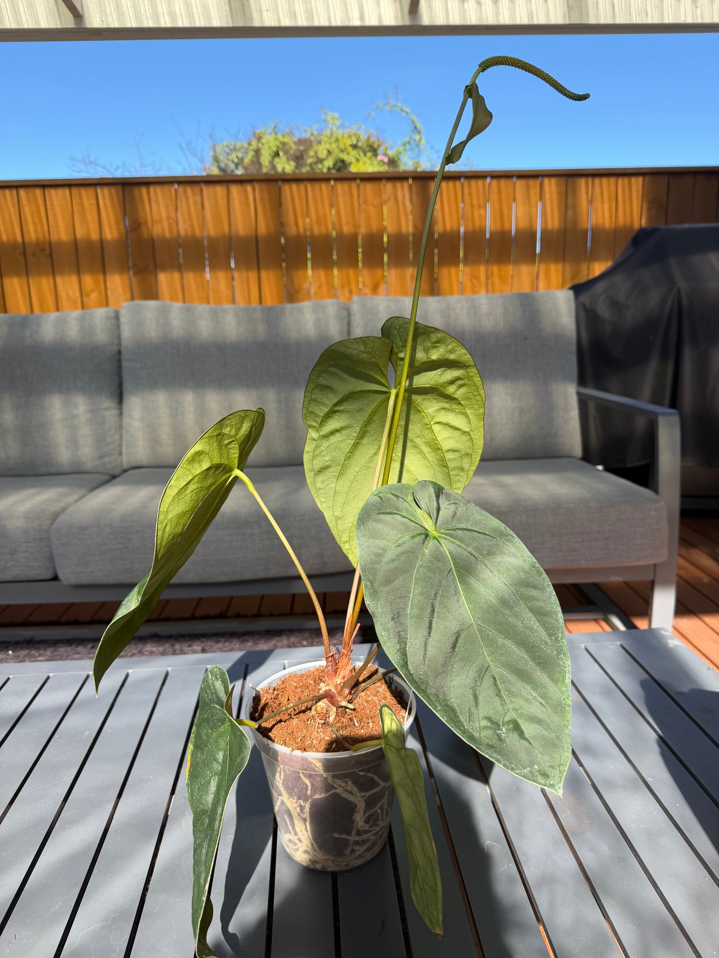 Anthurium Black cherry (red) x Hoffmanii papi dress