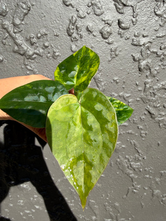 Variegated forgetii x lux (a)