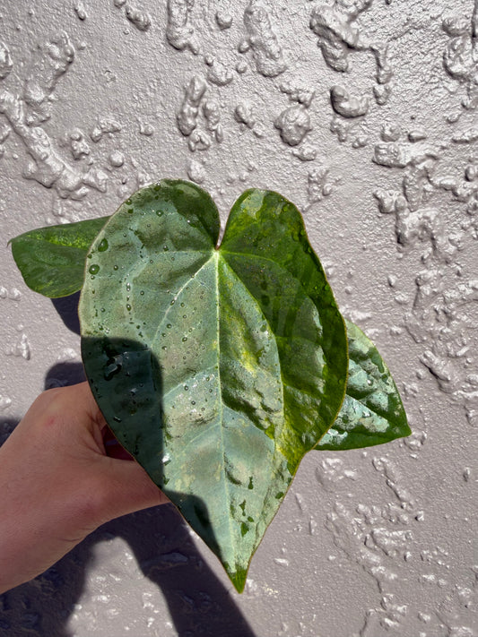 Variegated forgetii x lux (3)