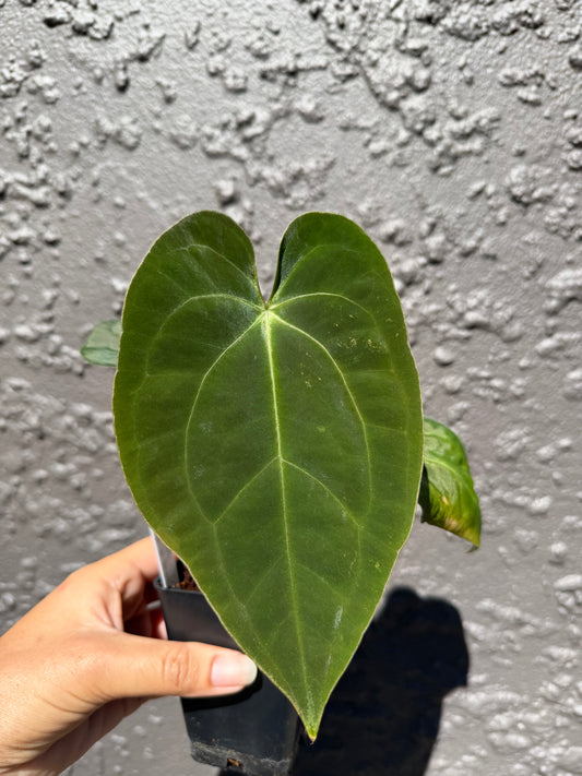 Black EE x Hoffmanii (mint reverted)