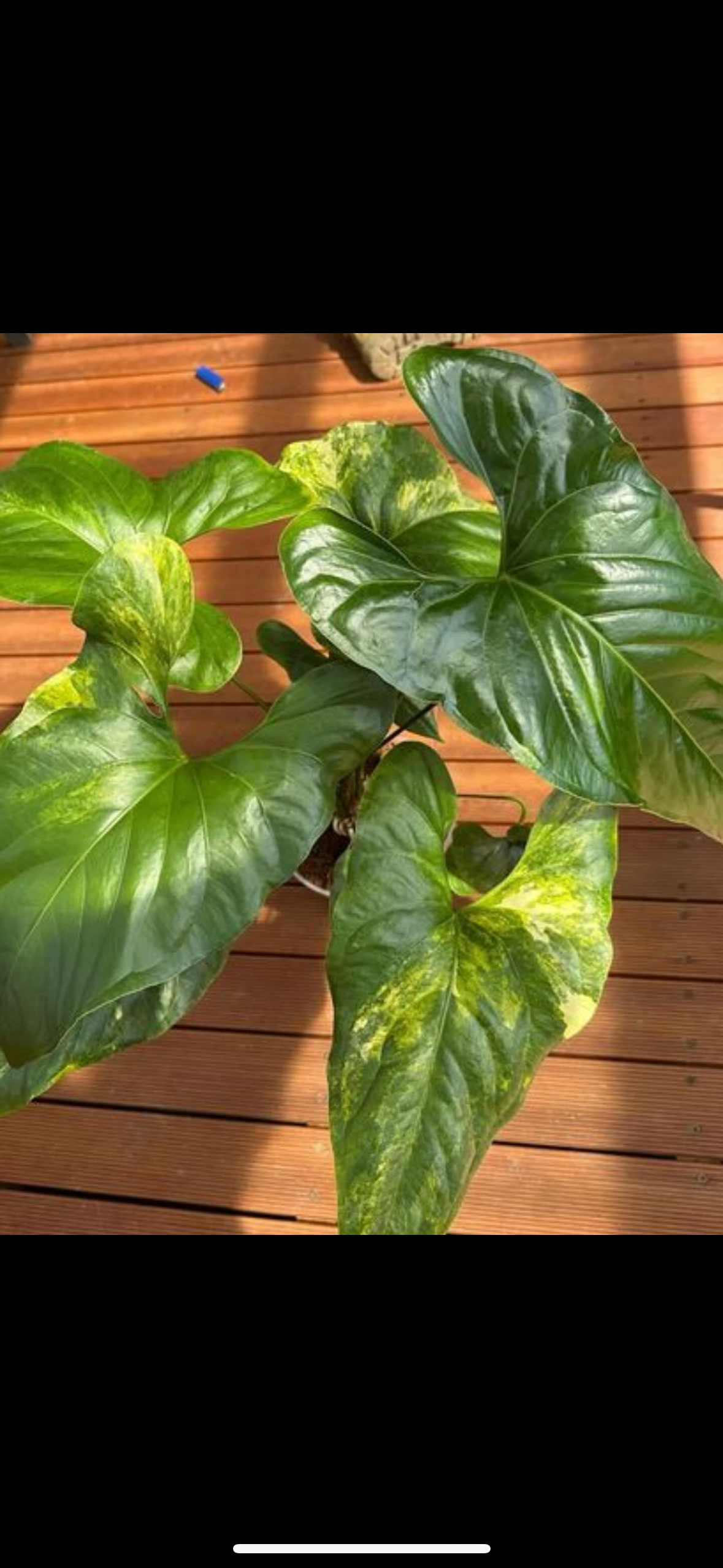 Anthurium Watermaliense (green)