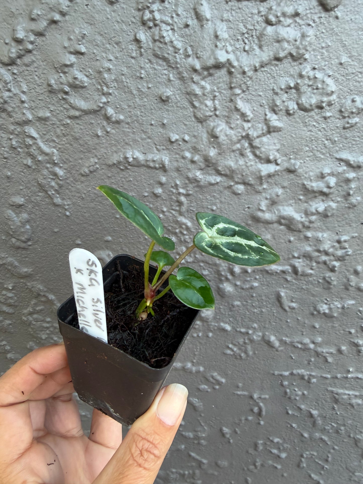 SKG Silver Red Crystallinum x Michelle- C