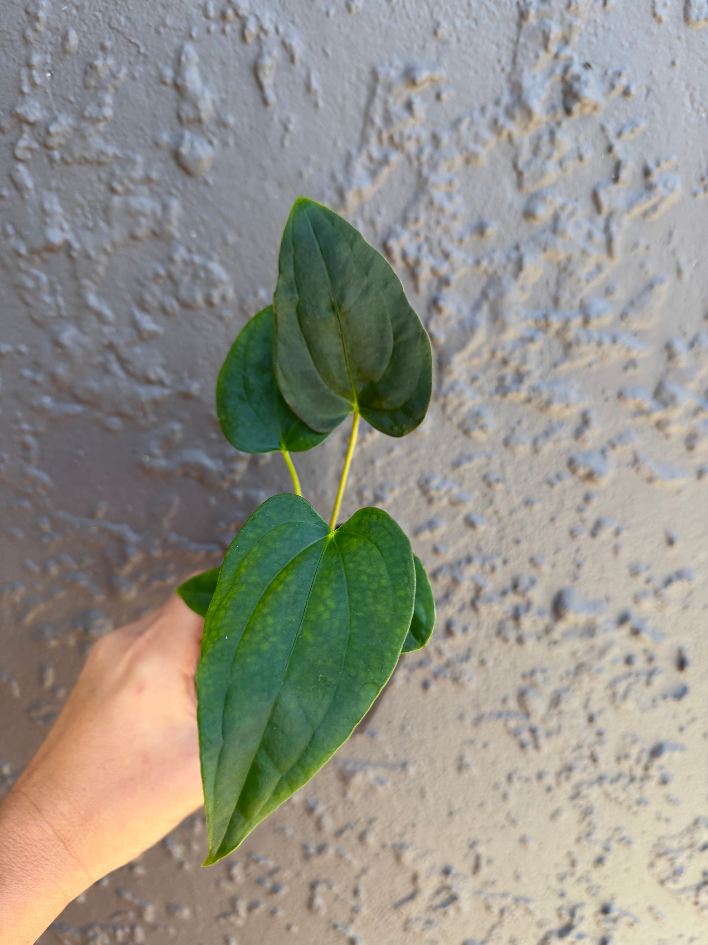 subsignatum x papi x calculus-1