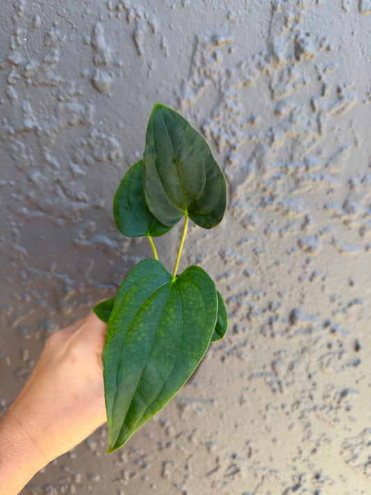 subsignatum x papi x calculus-1