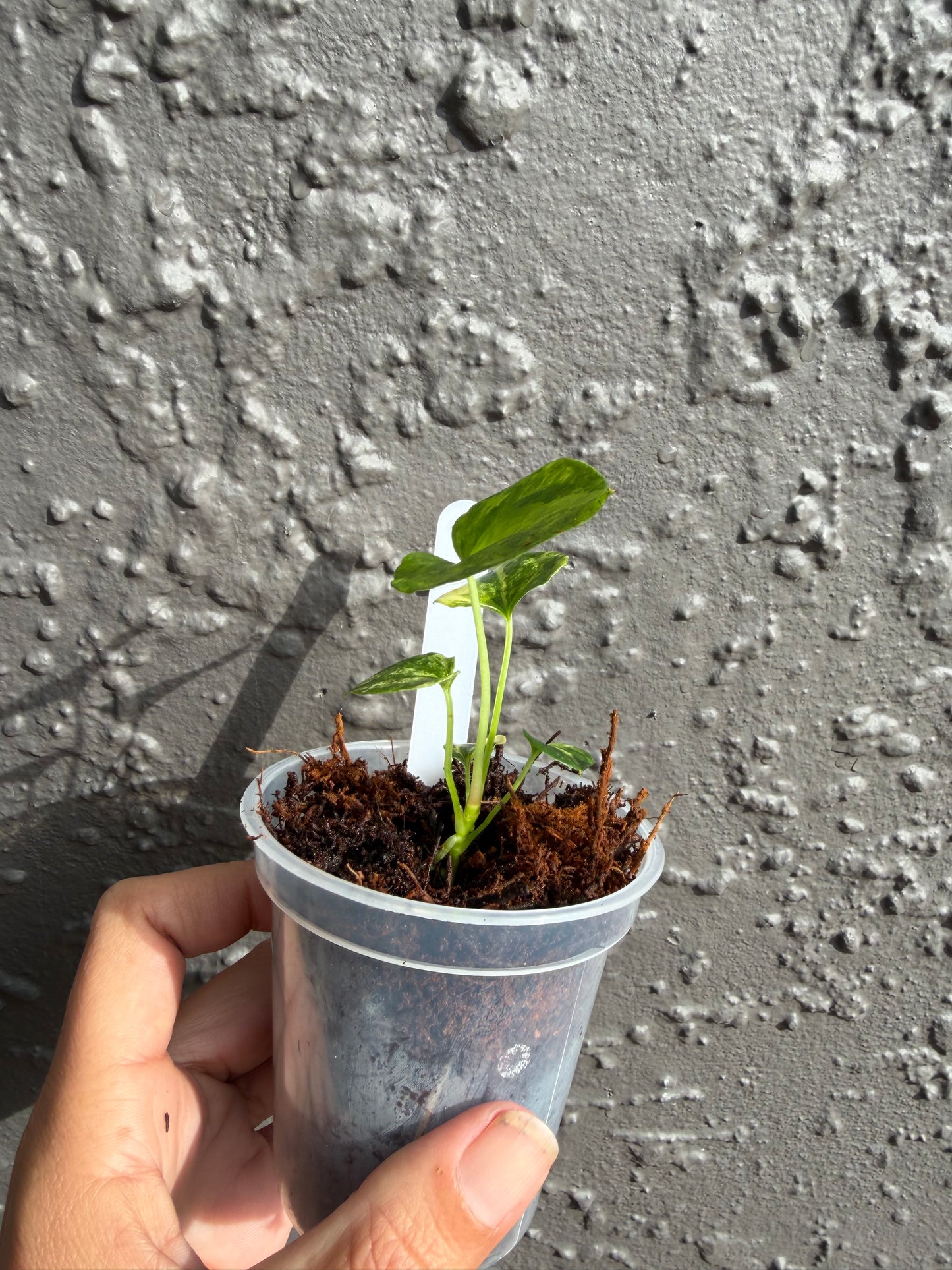 Anthurium ‘Allure Solaris” -1