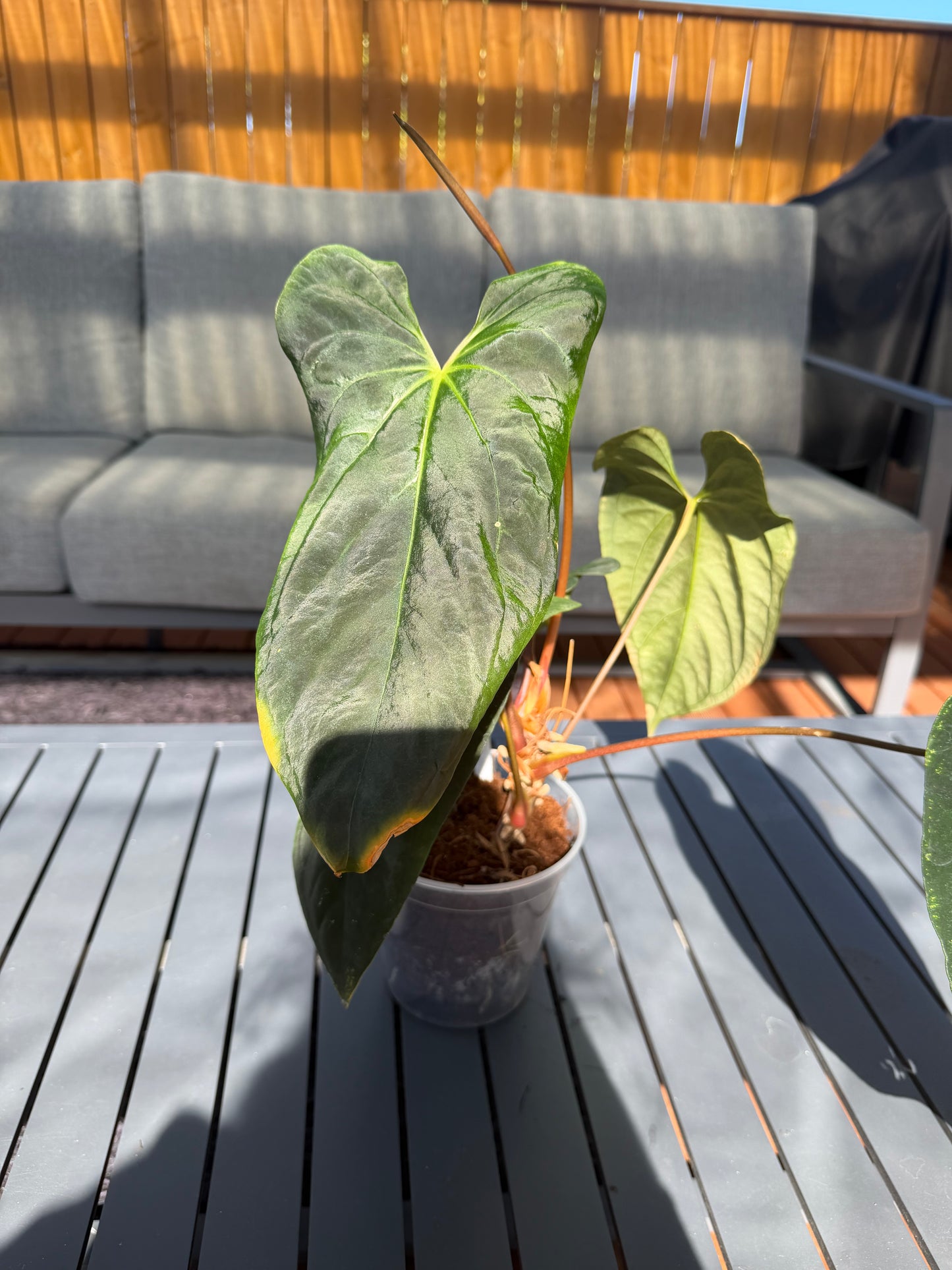 NSE Portillae x Antolakii
