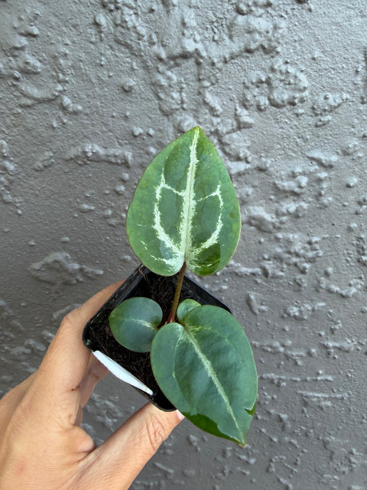 SKG Silver Red Crystallinum x Michelle-D