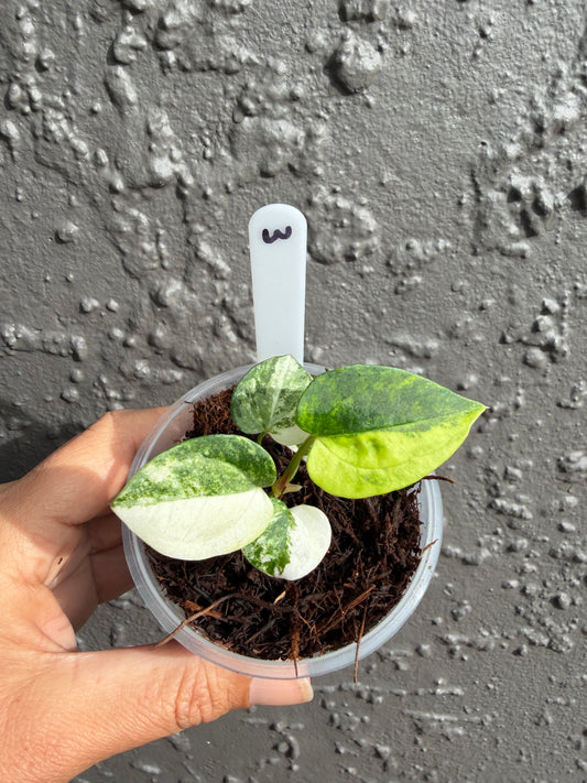 Anthurium Allure Solaris -3