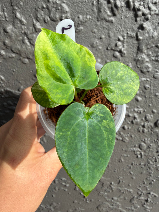 Anthurium “Allure Solaris”-2
