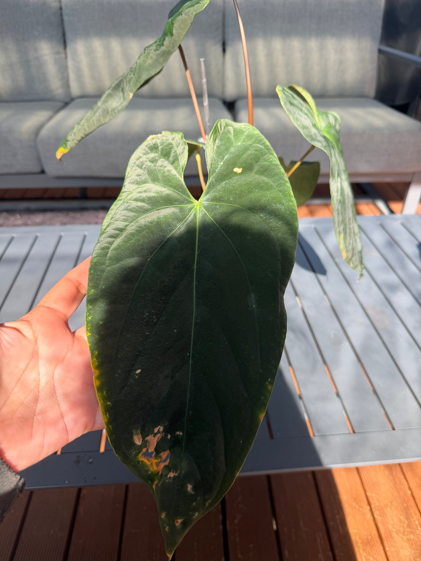 NSE Portillae x Antolakii