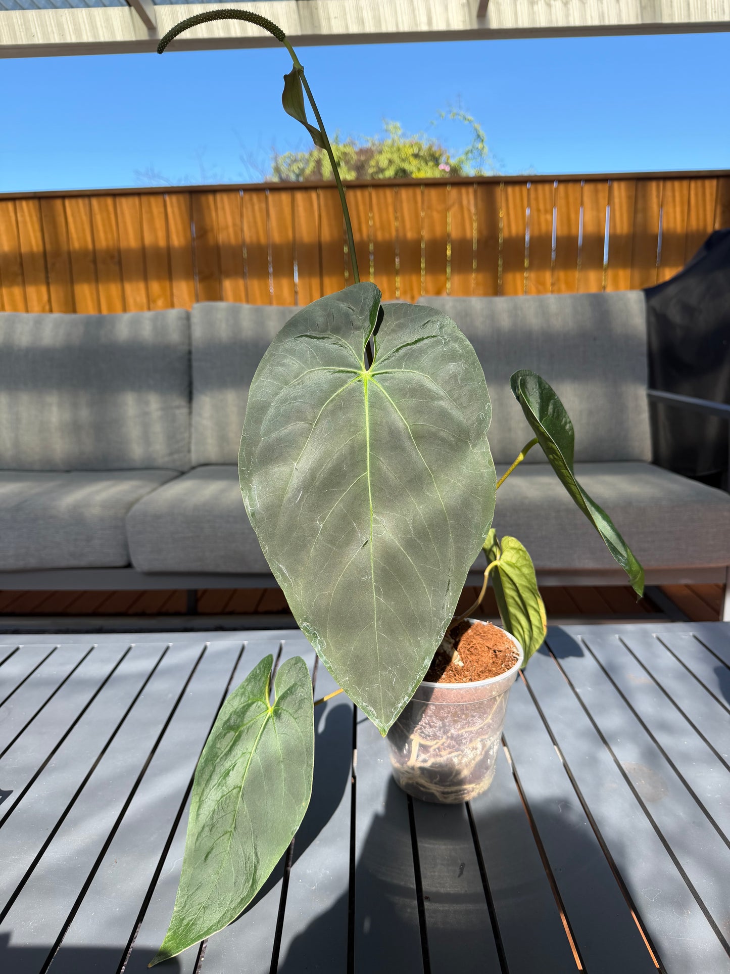 Anthurium Black cherry (red) x Hoffmanii papi dress
