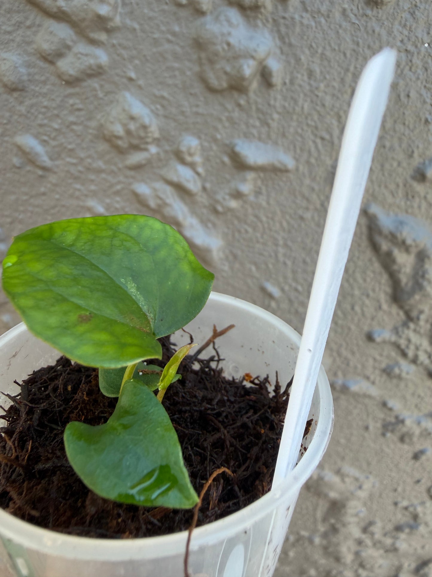 Anthurium KoS HU Round form -7