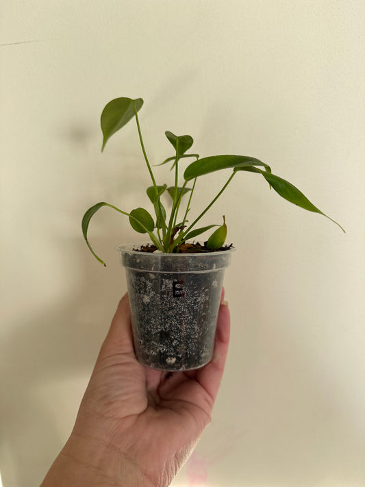 philodendron esmeraldense (e)
