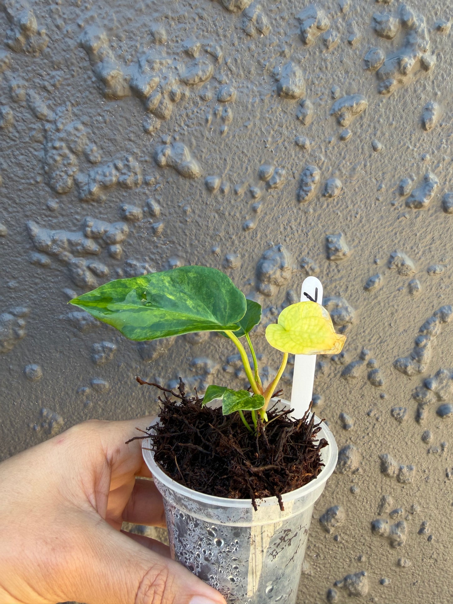 Anthurium Golden Haze - 7