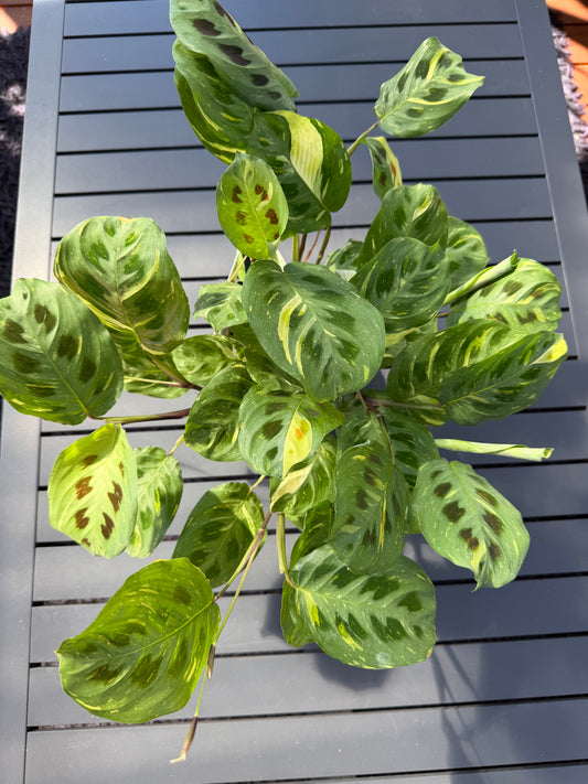 Maranta leuconeura variegated