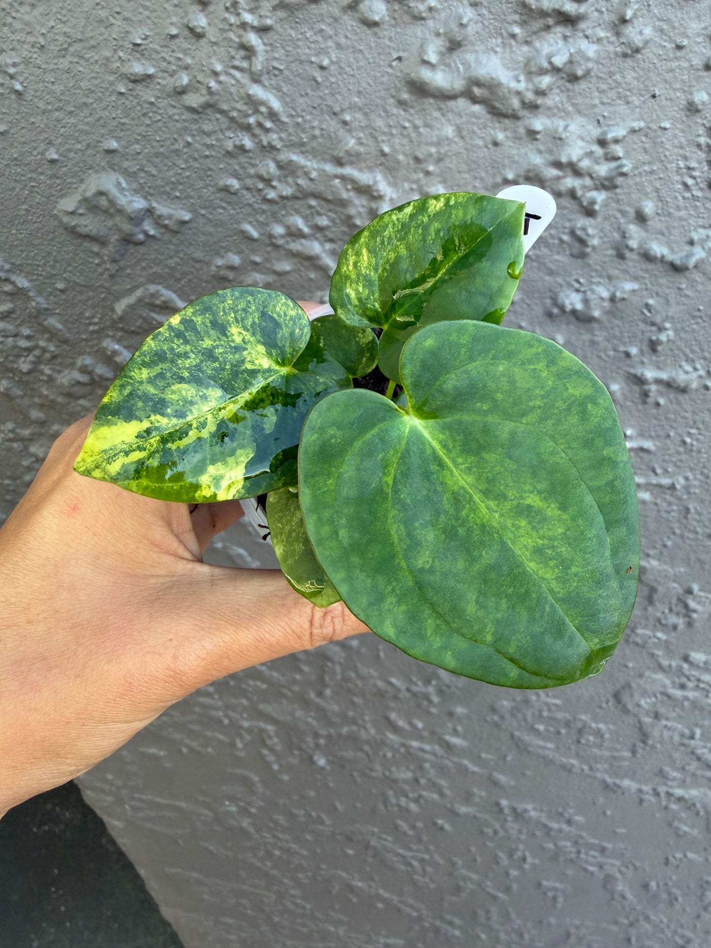 Anthurium Allure Solaris -K
