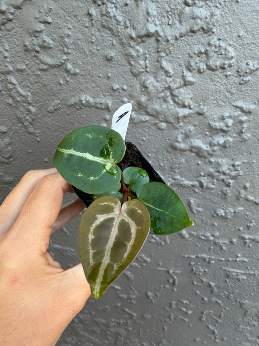 Skg Silver Red Crystallinum x Michelle - A