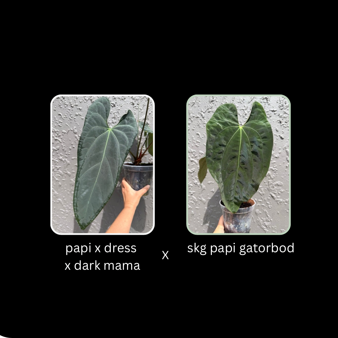 Anthurium Papi dress x dark mama X skg papi gatorbod- 4 germinated seeds