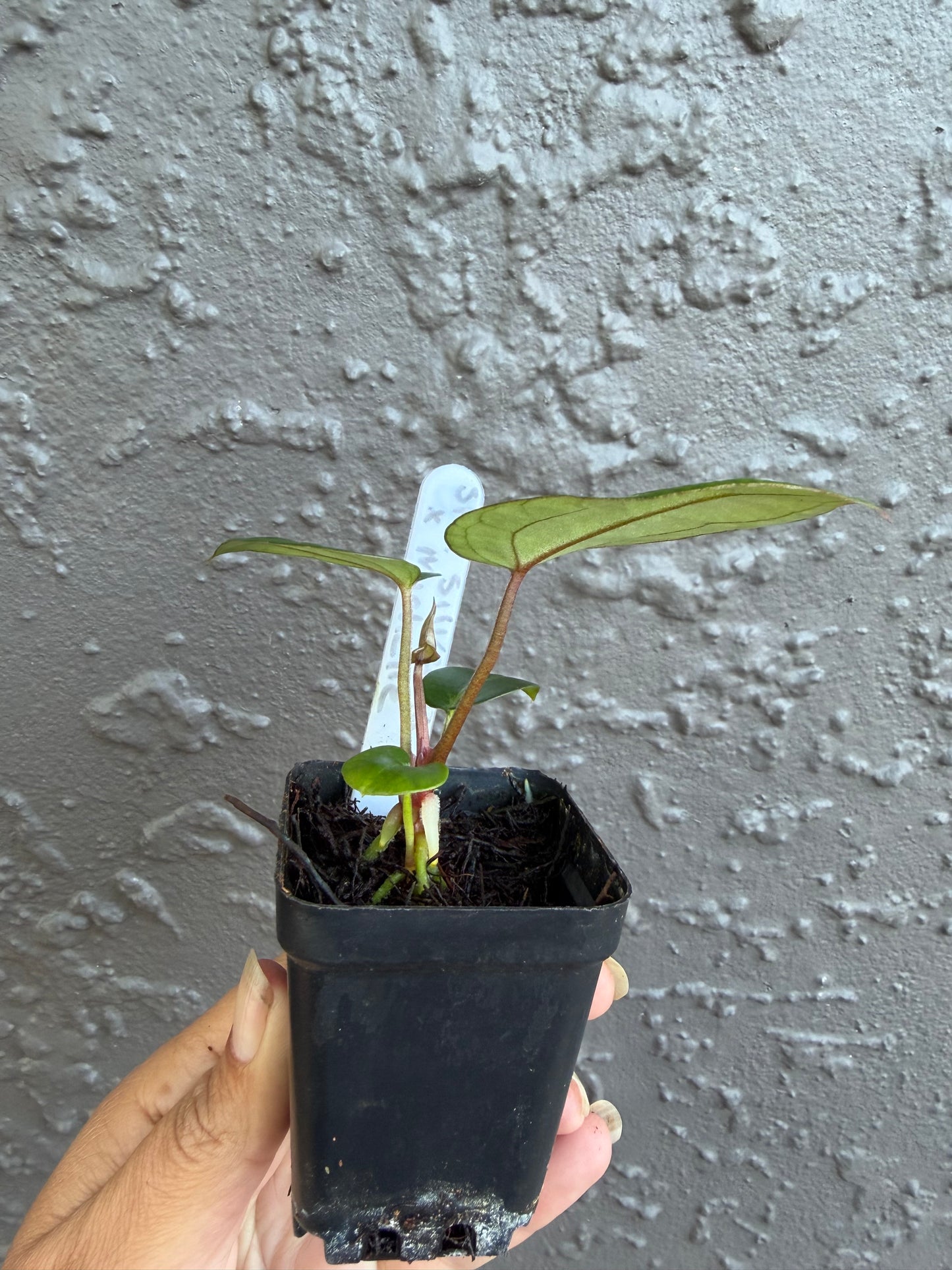 SKG Silver Red Crystallinum x Michelle-D