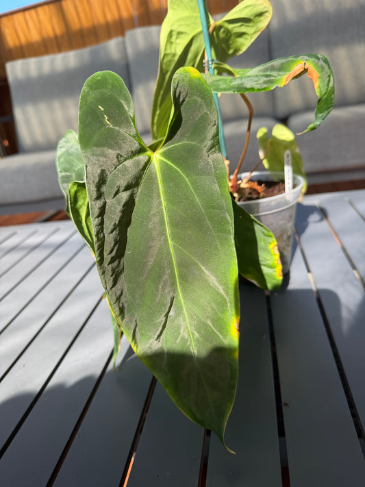 NSE Portillae x Antolakii
