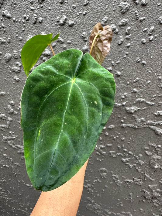 Pacific coast papillilaminum x dark phoenix (c)