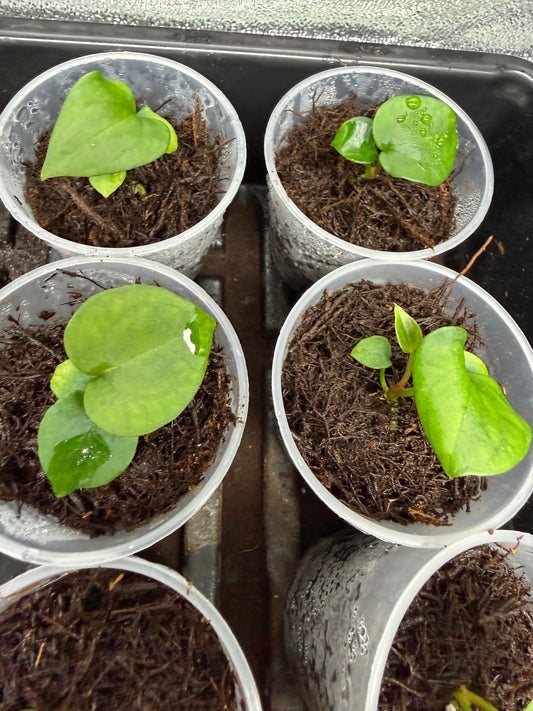 Anthurium KoS HU round form-growers choice