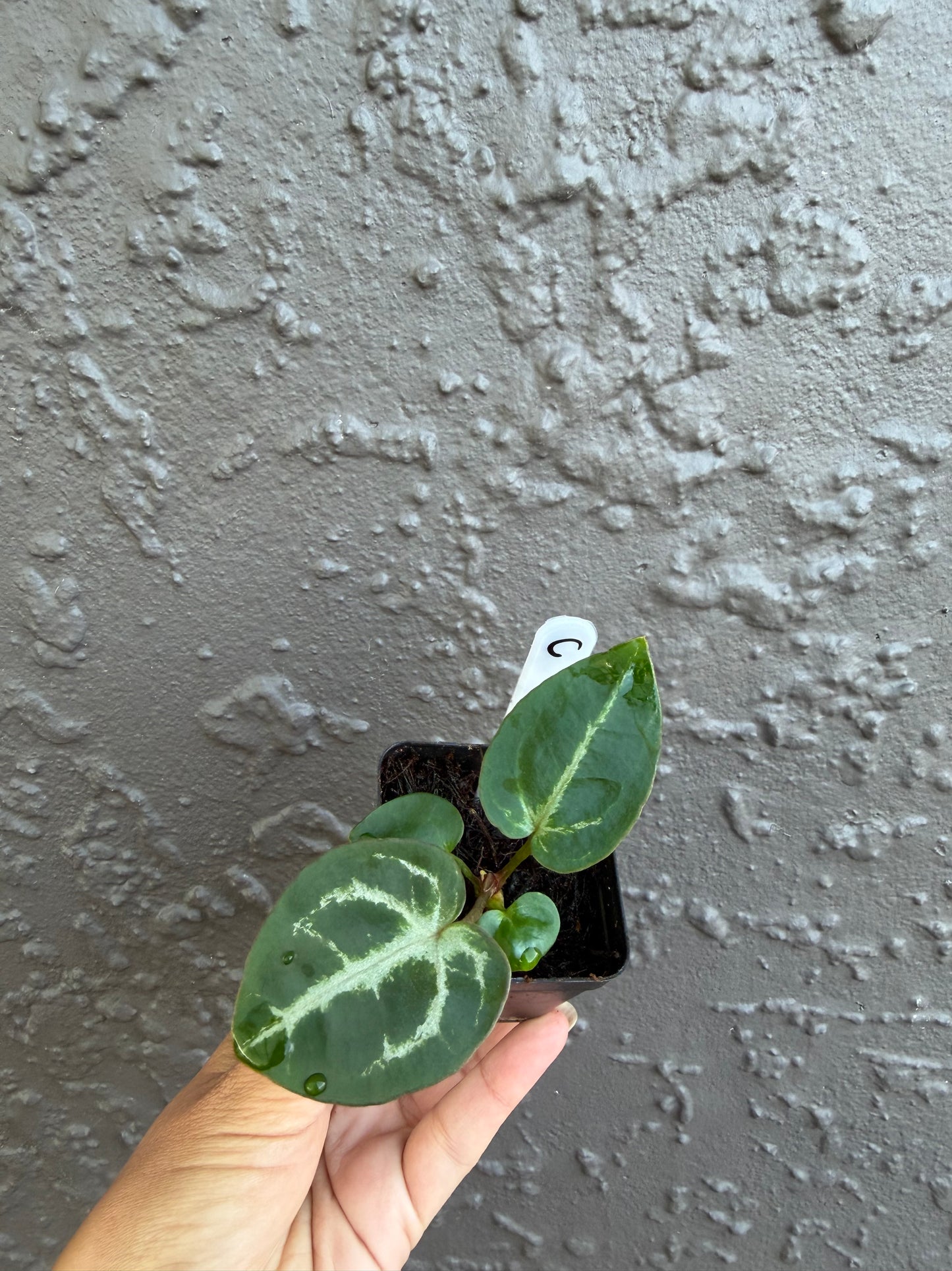 SKG Silver Red Crystallinum x Michelle- C